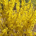Forsythia ovata 'Mini Gold'